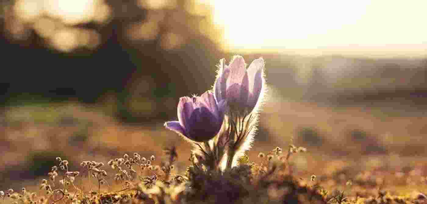 Growth (1)