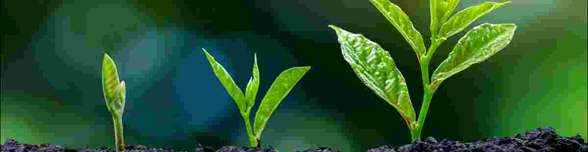 How to raise finance for your business growth