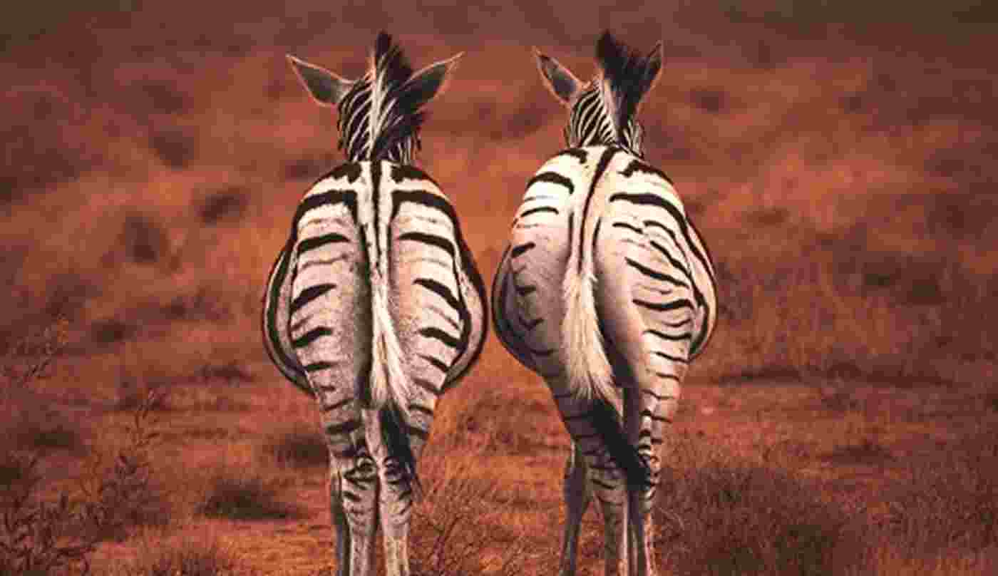 Zebras