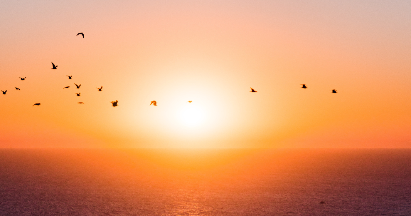 Bird flying in front of a sun rise